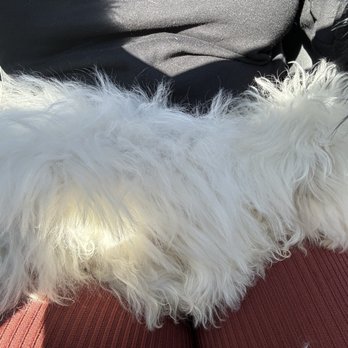 Woof Watcher - Snow - Pet Boarding Near Me Woof Watcher - Snow - Pet Boarding Near Me