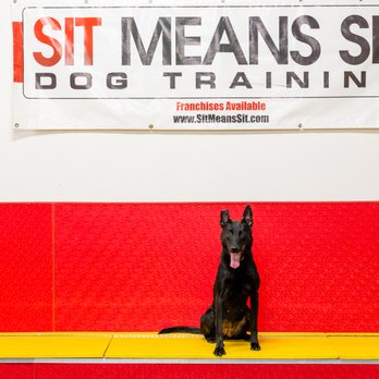 Sit Means Sit - Pet Training Near Me - Frederick, Maryland