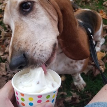 Wentworth's Homemade Ice Cream - K9 crunch kiddie size - Ice Cream & Frozen Yogurt Near Me - Hamden, Connecticut Wentworth's Homemade Ice Cream - K9 crunch kiddie size - Ice Cream & Frozen Yogurt Near Me - Hamden, Connecticut