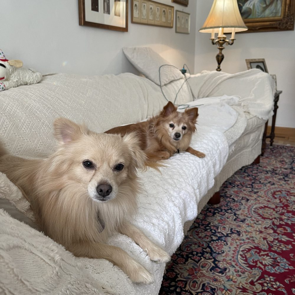 ZERO TOP 10 BEST Animal Shelters in Walnut Creek, CA - Updated Daily - Yelp