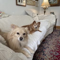 Joybound People & Pets