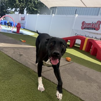 Social Pet - Pet Boarding Near Me - Charlotte, North Carolina Social Pet - Pet Boarding Near Me - Charlotte, North Carolina