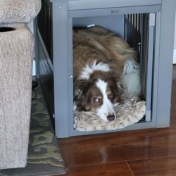 Lap of Love - Our boy Koda