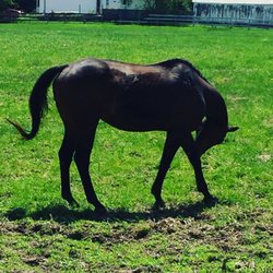 Farmscape Equestrian - Pasture