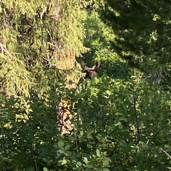 Grand Teton National Park - Bull moose - Parks Near Me - Jackson, Wyoming Grand Teton National Park - Bull moose - Parks Near Me - Jackson, Wyoming