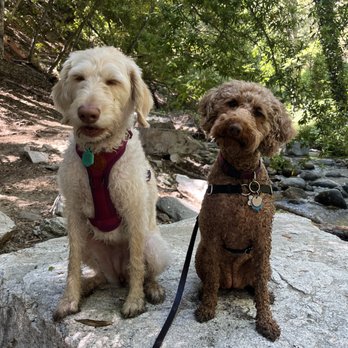 Sit Stay Hike - Dog Walkers Near Me