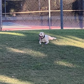 Keen K9 - Pet Training Near Me Keen K9 - Pet Training Near Me