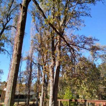 Strickland Tree Services & Brush Clearing - Tree Services Near Me Strickland Tree Services & Brush Clearing - Tree Services Near Me