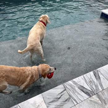 California Pools & Landscape - Puppies loving their new pool - Pool & Hot Tub Service Near Me - Chandler, Arizona