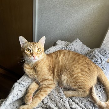Aloha Affordable Veterinary Services - Veterinarians Near Me - Aiea, Hawaii