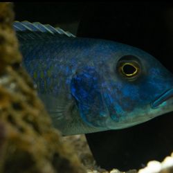 Fish Frenzy - Buccochromis Spectabilis
