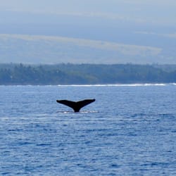 Big Island Shaka - The perfect tail shot.