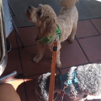 Heirloom Bakery - You can bring your doggies to lunch too! They have outdoor seating! - Bakeries Near Me - South Pasadena, California Heirloom Bakery - You can bring your doggies to lunch too! They have outdoor seating! - Bakeries Near Me - South Pasadena, California