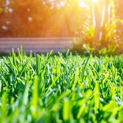 Steve and Sons Lawncare & Landscaping - untitled