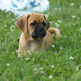 Cute Puggle - Rafio - Pet Adoption Near Me - Fredericksburg, Ohio