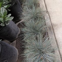 SoCal Nursery