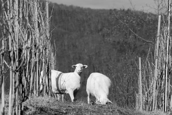 Ankida Ridge Vineyards by null