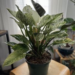 Planted - Berkin Red Congo (Reverkin). I fell in love when another customer asked about it and passed it up.