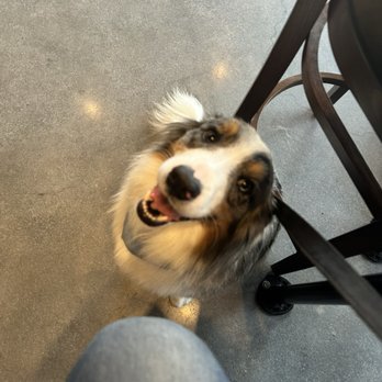 Thirsty Pups Brewery - Stetson gives this place a thumbs up! - Breweries Near Me - Castle Hills, Texas Thirsty Pups Brewery - Stetson gives this place a thumbs up! - Breweries Near Me - Castle Hills, Texas