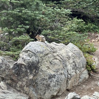 Crystal Peaks Trailhead - Chipmunk - Hiking Near Me - Enumclaw, Washington Crystal Peaks Trailhead - Chipmunk - Hiking Near Me - Enumclaw, Washington