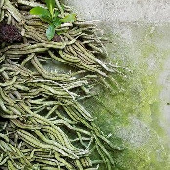 Botanical Building - Roots on a wall.. Like a painting - Botanical Gardens Near Me - San Diego, California