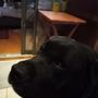 Photo of Stroudsburg Animal Hospital