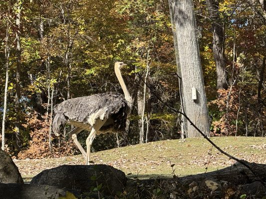 North Carolina Zoo by null