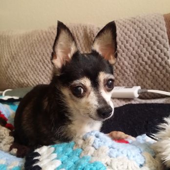 West Coast - My baby girl! - Pet Cremation Services Near Me - Sun Valley, California West Coast - My baby girl! - Pet Cremation Services Near Me - Sun Valley, California