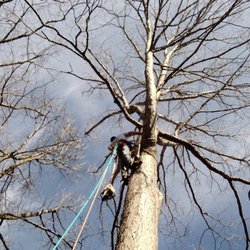 Cash Tree - Dead oak removal
