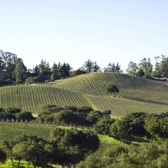 Cebada Vineyard - a view of a vineyard - Wineries Near Me - Lompoc, California Cebada Vineyard - a view of a vineyard - Wineries Near Me - Lompoc, California