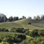 Cebada Vineyard