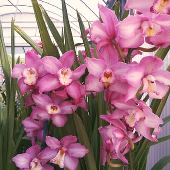 The Flower Fields - Venues & Event Spaces Near Me - Carlsbad, California The Flower Fields - Venues & Event Spaces Near Me - Carlsbad, California
