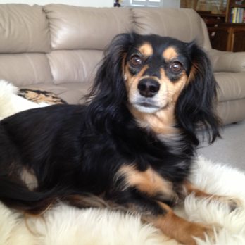 TrueCare for pets - Romeo - Veterinarians Near Me - Studio City, California TrueCare for pets - Romeo - Veterinarians Near Me - Studio City, California