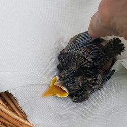Wild Bird Rehabilitation - Our hungry injured baby Robin shortly before we took him to WBR