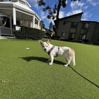 Echo Vet Cardio - Veterinarians Near Me - Tustin, California