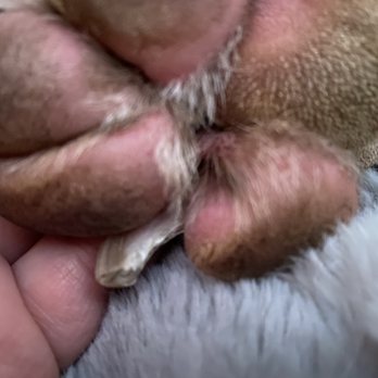 Professional Dog Mom - Injuries to paw after staying with professional dog mom - Pet Sitting Near Me Professional Dog Mom - Injuries to paw after staying with professional dog mom - Pet Sitting Near Me