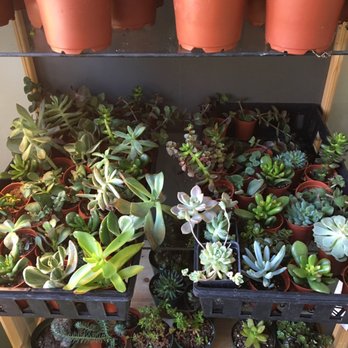 The ZEN Succulent - Home Decor Near Me - Durham, North Carolina The ZEN Succulent - Home Decor Near Me - Durham, North Carolina