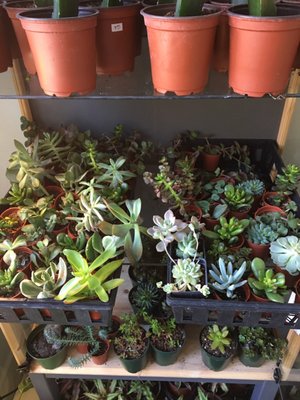 The ZEN Succulent by null