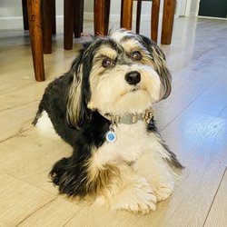 Happy Paws Grooming Salon - Satisfied customer.