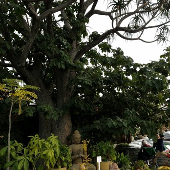 California Cactus Center - Large Beautiful Trees near entrance - Nurseries & Gardening Near Me - Pasadena, California