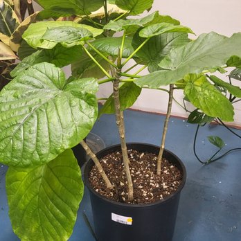 Underhill Plants - I want my plant to grow like this one someday - Nurseries & Gardening Near Me - Olympia, Washington Underhill Plants - I want my plant to grow like this one someday - Nurseries & Gardening Near Me - Olympia, Washington