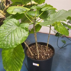 Underhill Plants - I want my plant to grow like this one someday