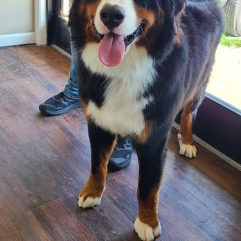 Wonder Pawz - Pet Groomers Near Me - Catskill, New York Wonder Pawz - Pet Groomers Near Me - Catskill, New York
