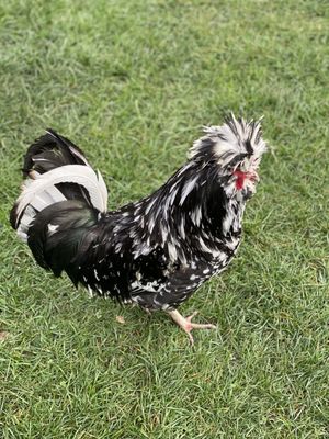 Willowbank Wildlife Reserve by null