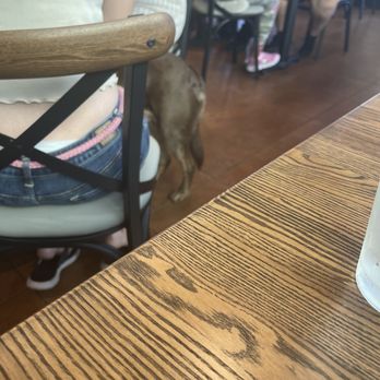 Another Broken Egg Cafe - Dog - Breakfast & Brunch Near Me - Pembroke Pines, Florida