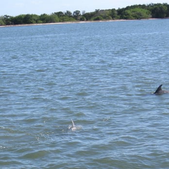 Mosquito Lagoon RV Park - here are three more dolphin, they were all over and very playful! - RV Parks Near Me - Oak Hill, Florida