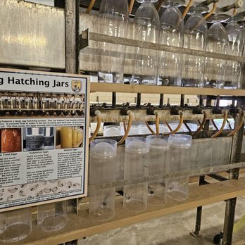 Gavins Point National Fish Hatchery - Egg hatching jars - Attraction Farms Near Me - Yankton, South Dakota Gavins Point National Fish Hatchery - Egg hatching jars - Attraction Farms Near Me - Yankton, South Dakota