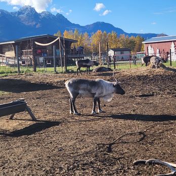 Reindeer Farm - Beautiful reindeer - Zoos Near Me - Palmer, Alaska Reindeer Farm - Beautiful reindeer - Zoos Near Me - Palmer, Alaska