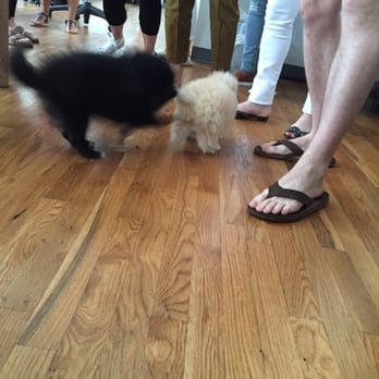 Puppy Paradise - Pet Stores Near Me - Brooklyn, New York Puppy Paradise - Pet Stores Near Me - Brooklyn, New York