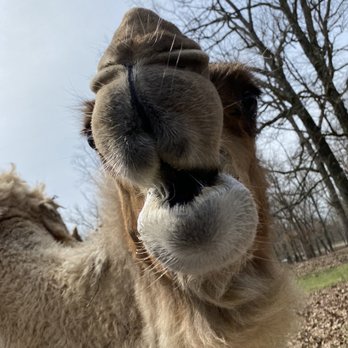 Wild Animal Safari - Zoos Near Me - Strafford, Missouri Wild Animal Safari - Zoos Near Me - Strafford, Missouri